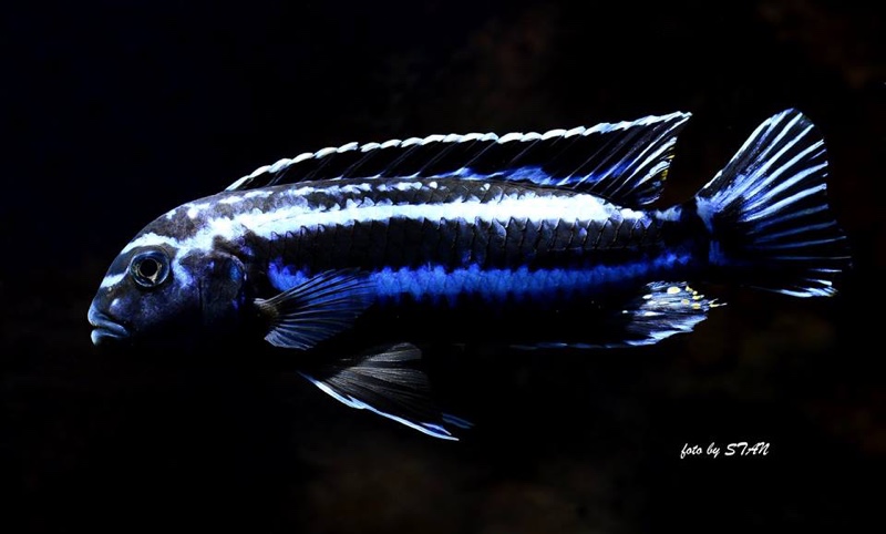 Pseudotropheus cyaneorhabdos 'Maingano Island'